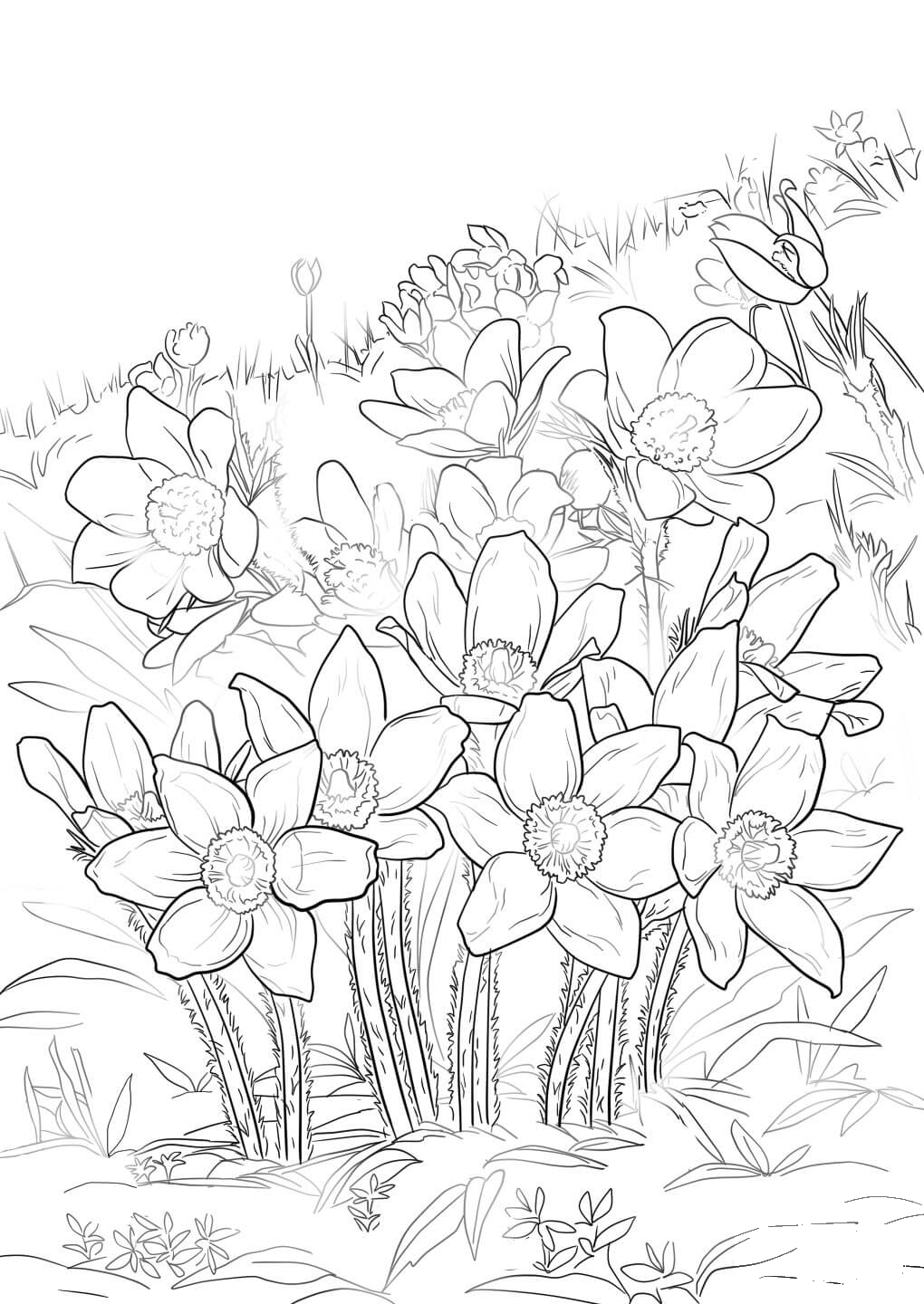 Eastern Pasque Flower coloring page ColouringPages