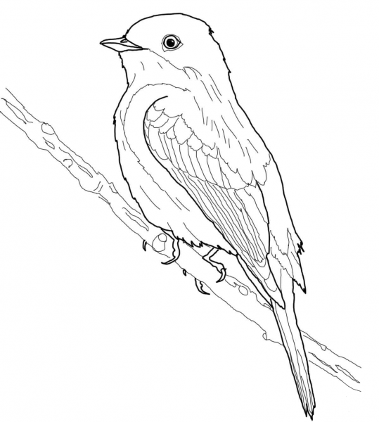 Eastern Phoebe coloring page image