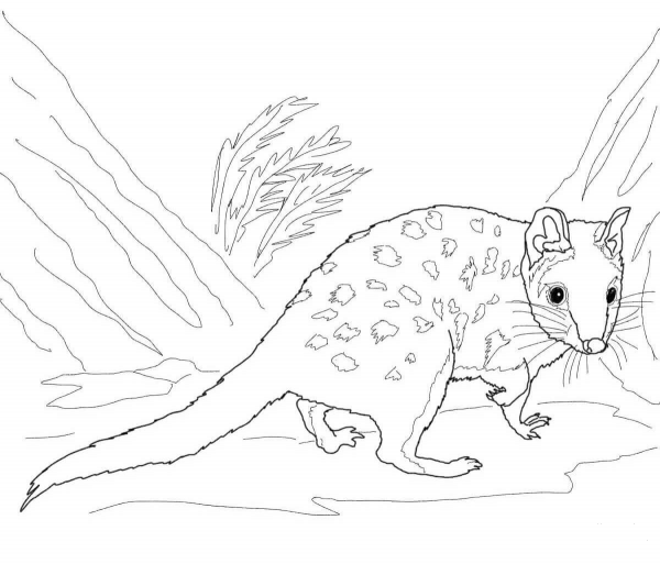 Eastern Quoll coloring page image