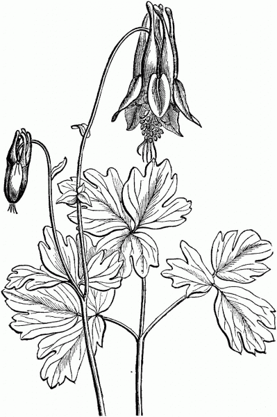 Eastern Red Columbine coloring page image