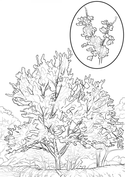 Eastern Redbud coloring page image