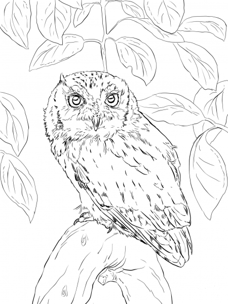 Eastern Screech Owl coloring page image