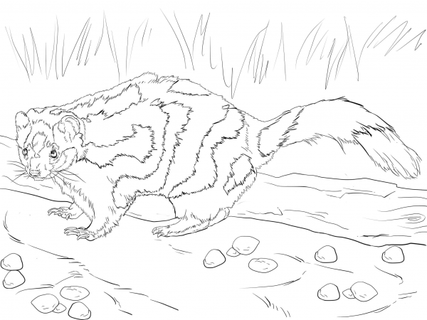 Eastern Spotted Skunk coloring page image