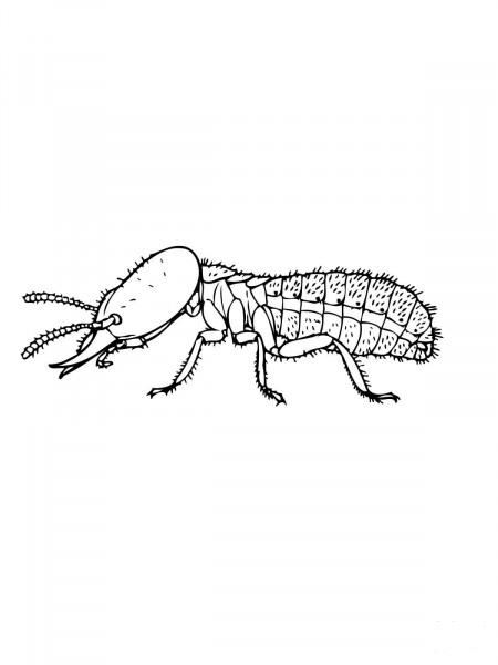 Eastern Subterranean Termite coloring page image