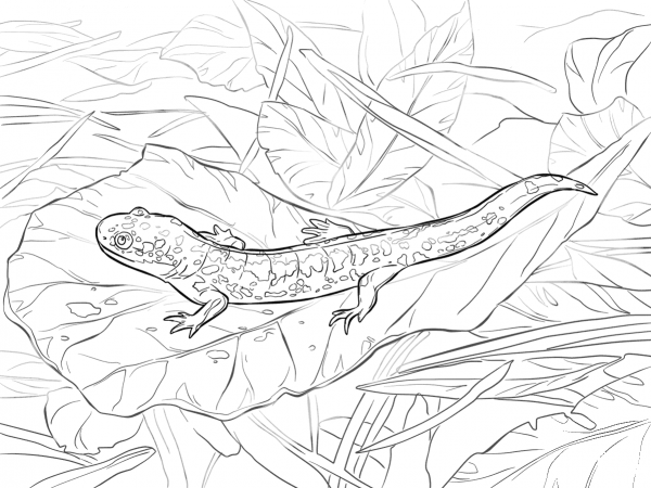 Eastern Tiger Salamander coloring page image