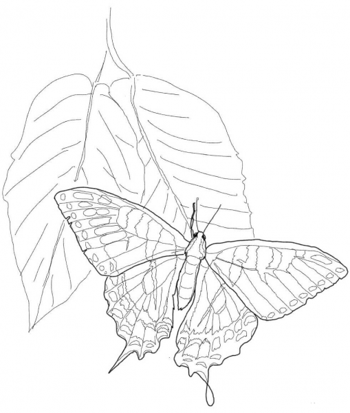 Eastern Tiger Swallowtail coloring page image