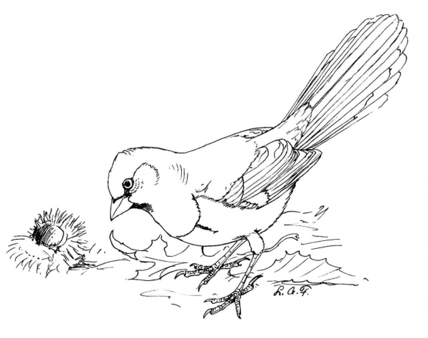 Eastern Towhee Bird coloring page image