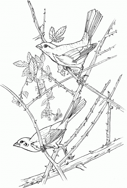 Eastern Towhee coloring page image