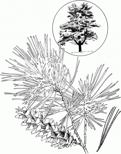 Eastern White Pine coloring page image