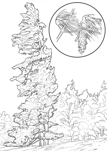Eastern White Pine Tree coloring page image