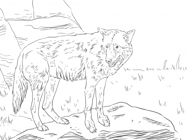 Eastern Wolf coloring page image