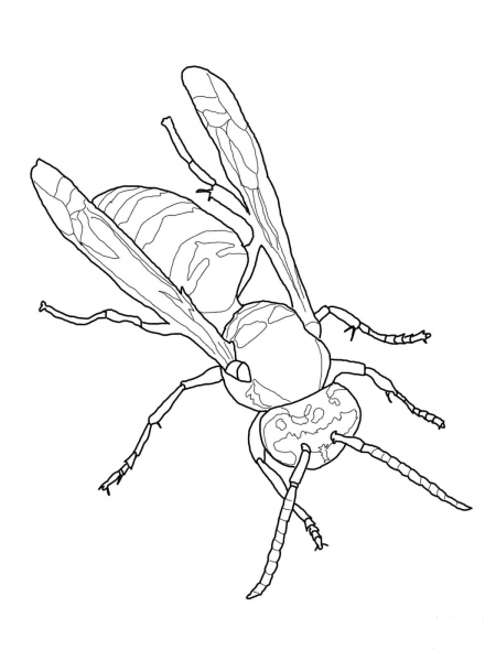 Eastern Yellow Jacket coloring page image