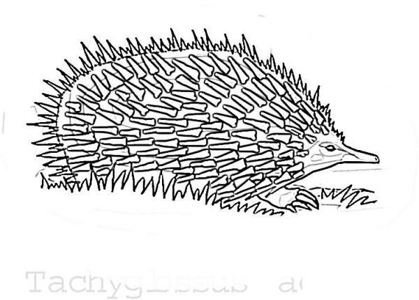 Echidna In The Grass  coloring page image