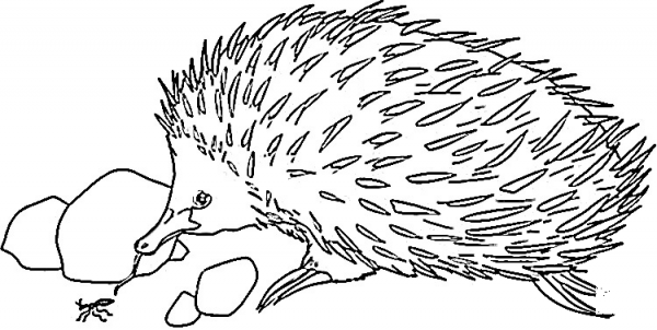 Echidna Is Looking For Food  coloring page image