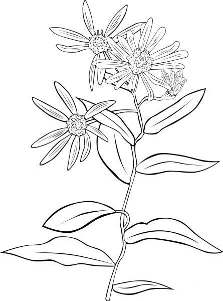 Echinacea purpurea or Purple coneflower coloring page image