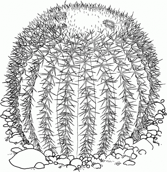 Echinocactus Grusonii or Golden Barrel Cactus coloring page image