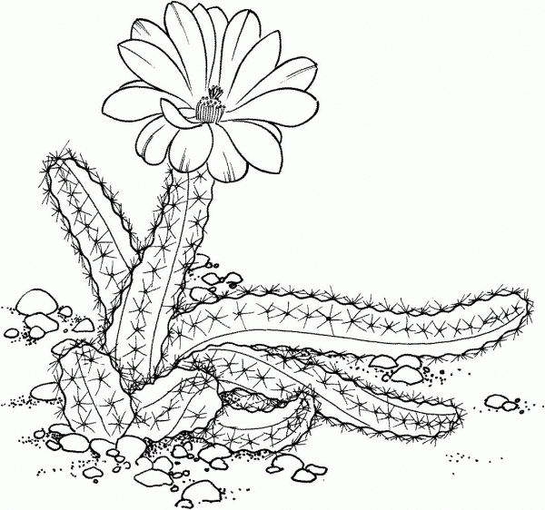 Echinocereus pentalophus or Lady Finger Cactus coloring page image
