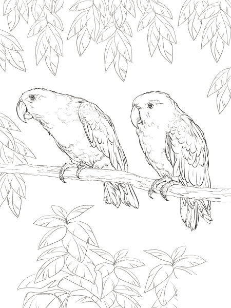 Eclectus Parrot coloring page image