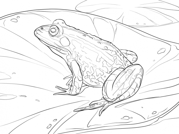 Edible Frog coloring page image