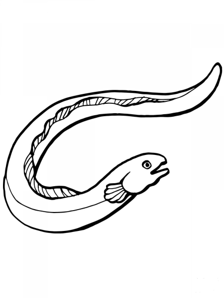 Eel Fish coloring page image