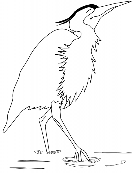 Egret coloring page image