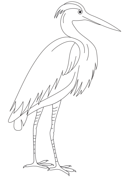 Egret coloring page image