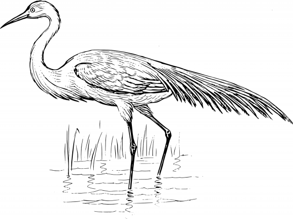Egret coloring page image