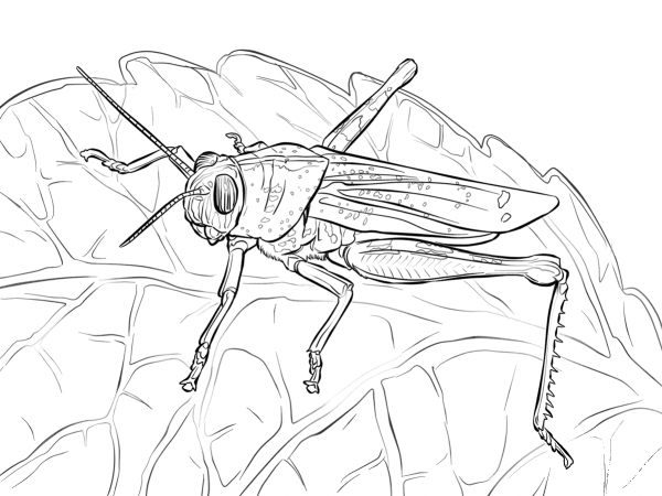 Egyptian Grasshopper coloring page image