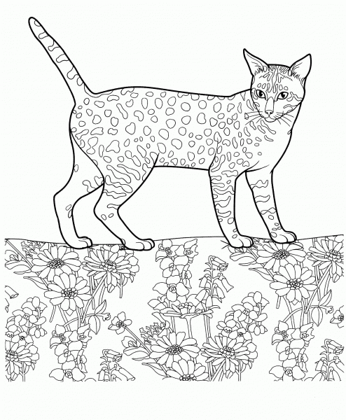 Egyptian Mau  coloring page image