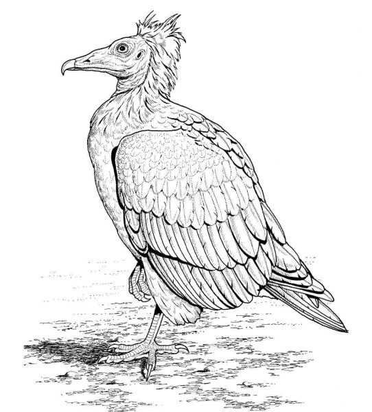 Egyptian Vulture coloring page image