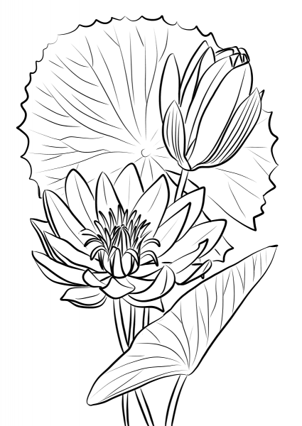 Egyptian Water Lily (Nymphaea Caerulea) coloring page image