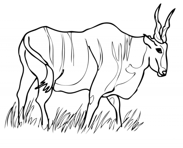 Eland Antelope coloring page image
