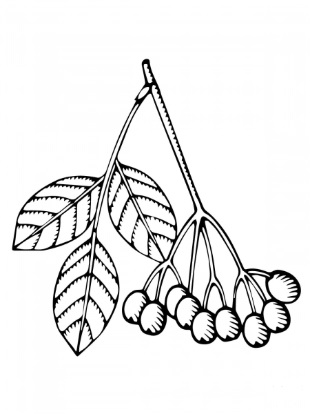 Elderberry Branch coloring page image