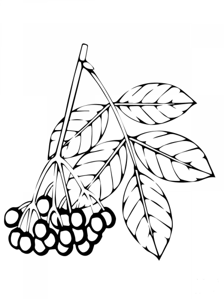 Elderberry coloring page image