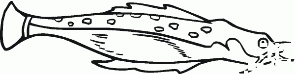 Electric Catfish coloring page image