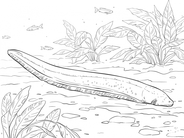 Electric Eel coloring page image