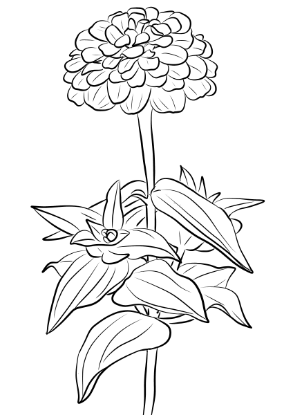 Elegant Zinnia coloring page image