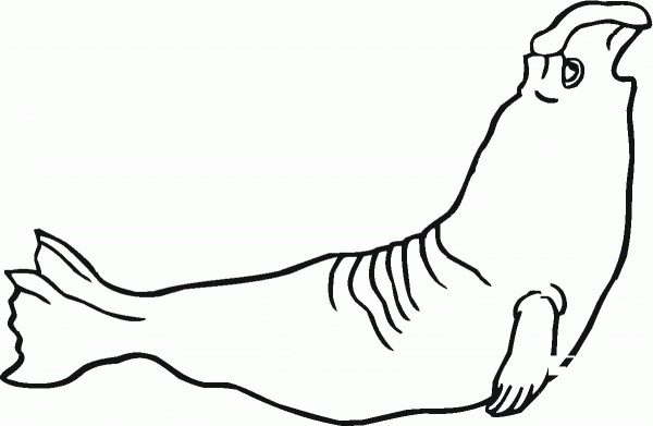 Elephant seal coloring page image
