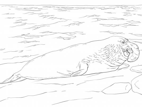 Elephant Seal on the Shore coloring page image