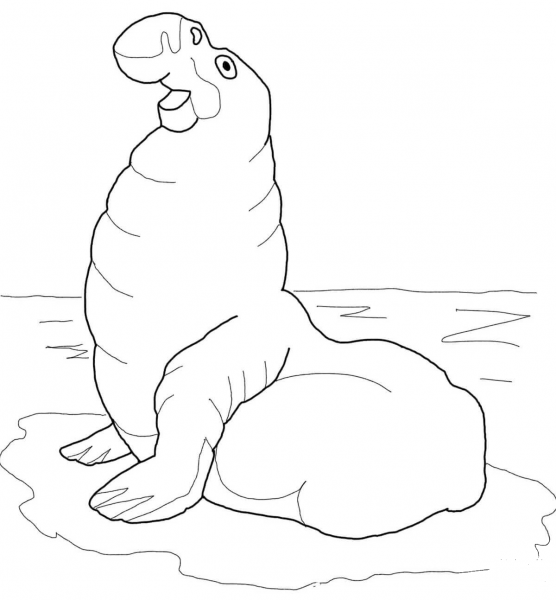 Elephant Seal or Sea Elephant coloring page image