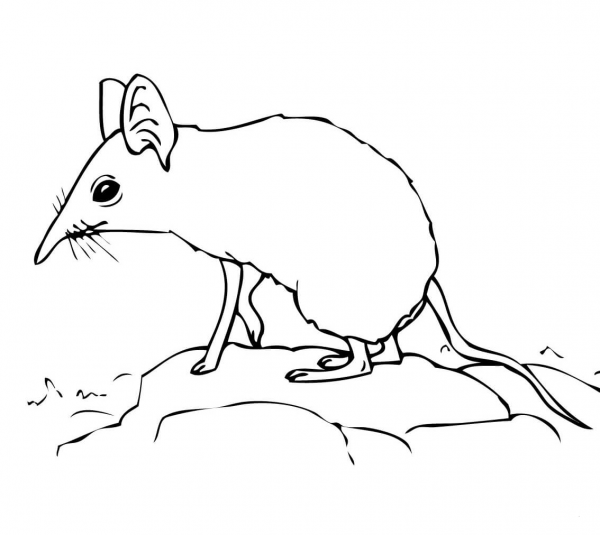 Elephant Shrew coloring page image
