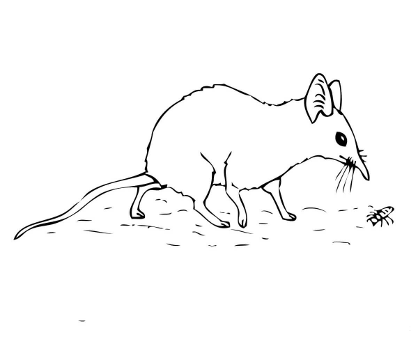 Elephant Shrew or Jumping Shrew coloring page image