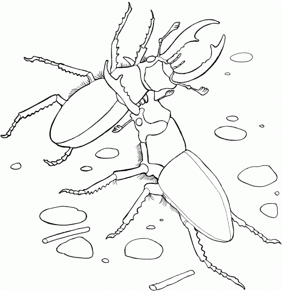 Elephant Stag Beetles coloring page image