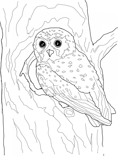Elf Owl coloring page image