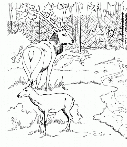 Elk and Roe Deer in a Zoo coloring page image