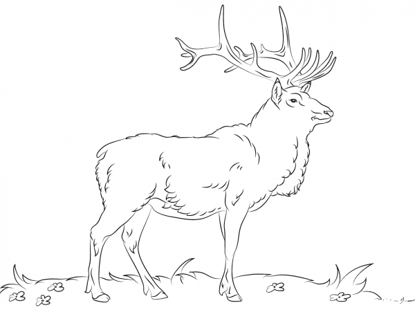 Elk coloring page image