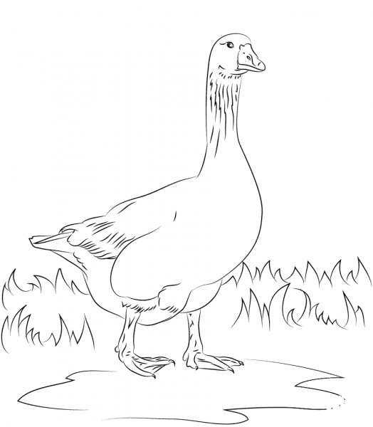 Emden Domestic Goose  coloring page image