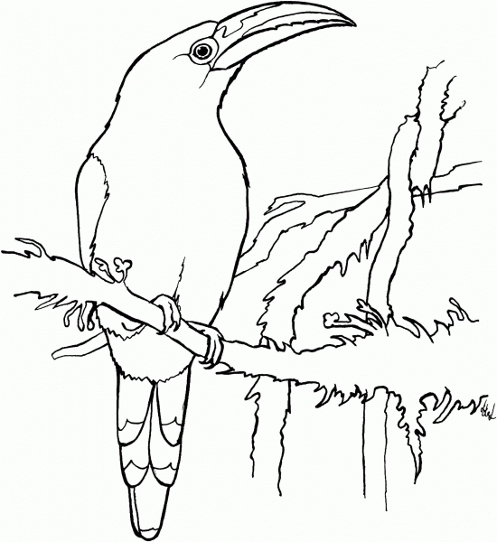 Emerald Toucanet coloring page image