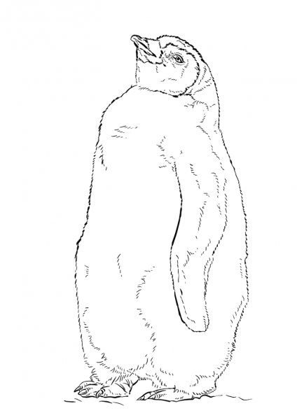 Emperor Penguin Chick coloring page image