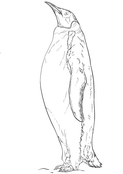 Emperor Penguin coloring page image